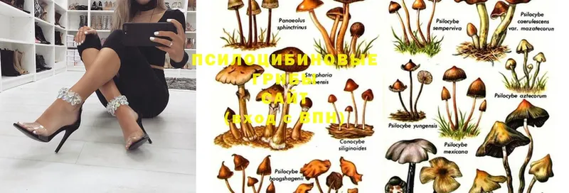 где купить наркоту  Костомукша  Галлюциногенные грибы MAGIC MUSHROOMS 